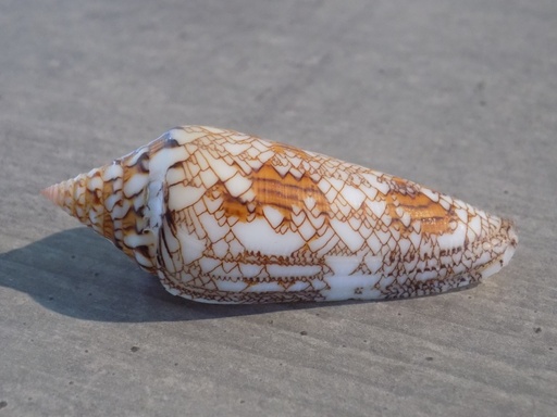 CONIDAE CYLINDER BENGALENSIS SUMBAWAENSIS XL