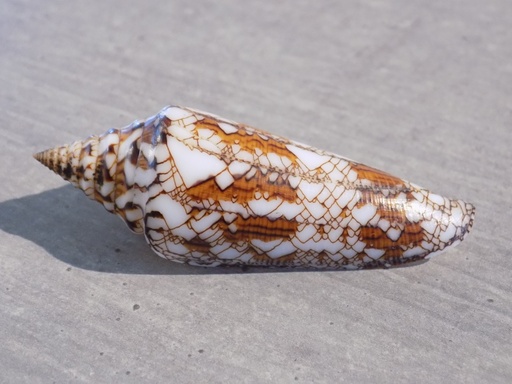 CONIDAE CYLINDER BENGALENSIS SUMBAWAENSIS XL