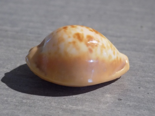 CYPRAEA PROPUSTULARIA SURINAMENSIS  XL 