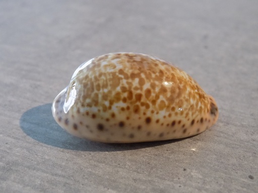 CYPRAEA PSEUDOZONARIA ANNETTAE