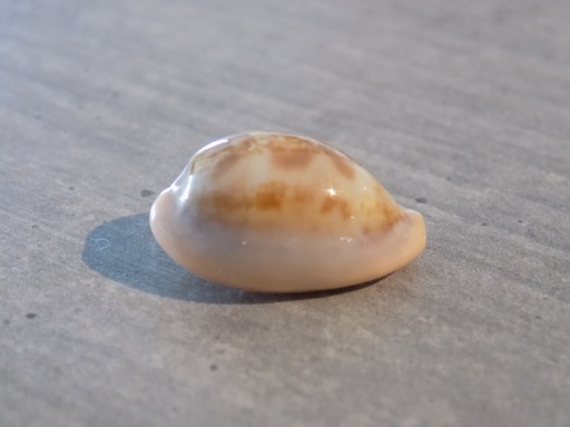 CYPRAEA ZONARIA PETITIANA