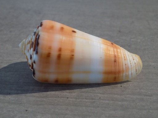 CONIDAE PIONOCONUS BARTHELEMYII