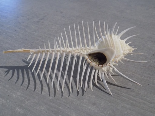 MURICIDAE MUREX PECTEN XL