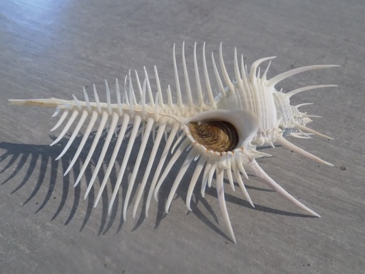 MURICIDAE MUREX PECTEN 