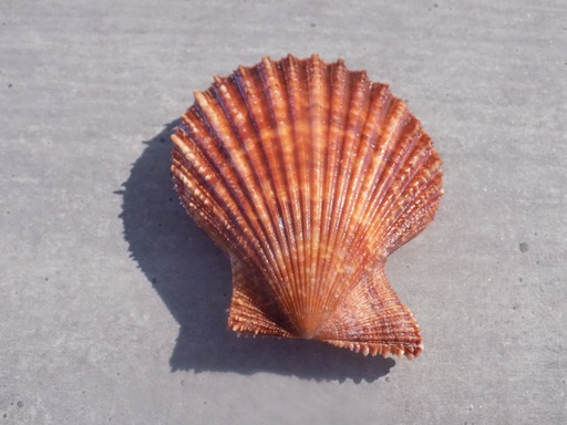 PECTINIDAE LINDAPECTEN MUSCOSUS