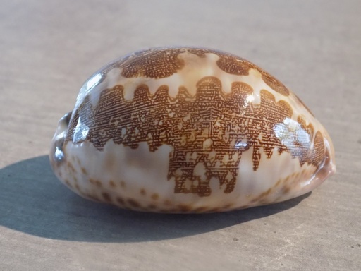 CYPRAEA LEPORICYPRAEA MAPPA VIRIDIS