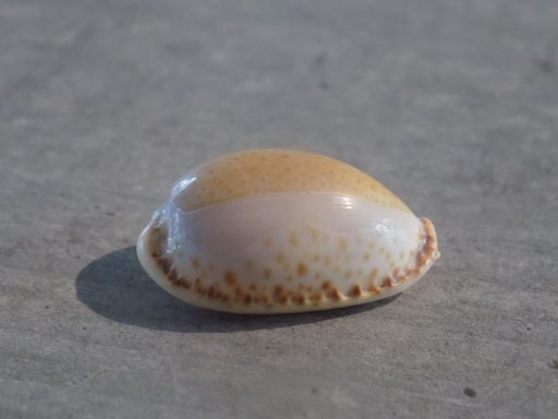 CYPRAEA NARIA SPURCA 