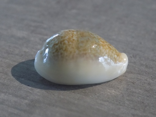 CYPRAEA ERRONEA OVUM CHRYSOSTOMA