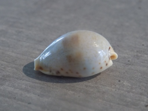 CYPRAEA ERRONEA PYRIFORMIS