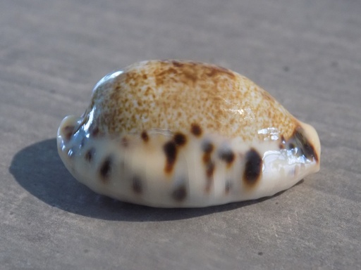 CYPRAEA ERRONEA CAURICA DRACEANA