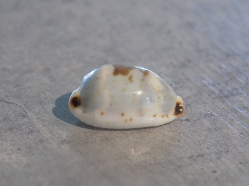 CYPRAEA BISTOLIDA URCELLUS Lot 2u