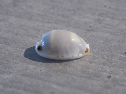 CYPRAEA BISTOLIDA HIRONDO HIRONDO