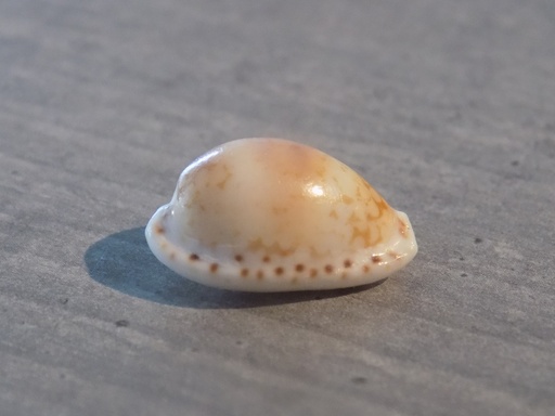 CYPRAEA CRIBRARULA CRIBRARIA PELLISSERPENTIS