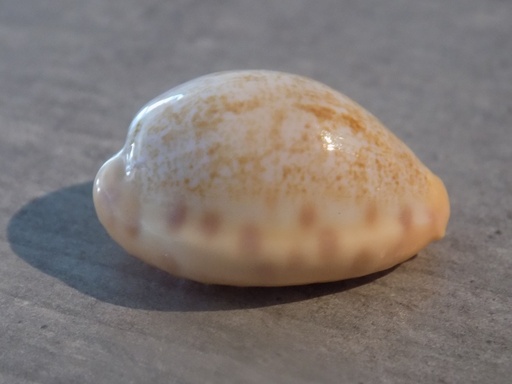 CYPRAEA OVATIPSA COLOBA