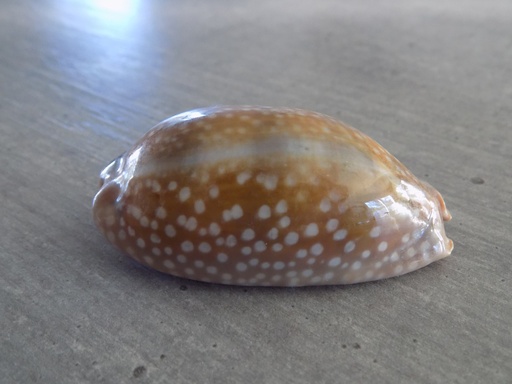 CYPRAEA MACROCYPRAEA CERVINETTA