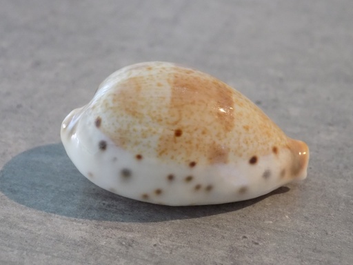 CYPRAEA CONTRADUSTA PULCHELLA PERICALLES 