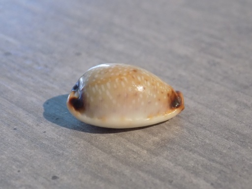 CYPRAEA NARIA GANGRANOSA 