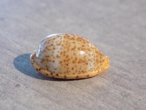 CYPRAEA PALMADUSTA LUTEA