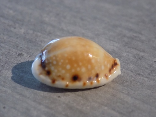 CYPRAEA NARIA LABROLINEATA