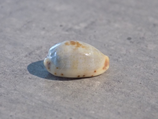 CYPRAEA PURPURADUSTA GRACILIS GRACILIS