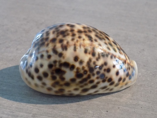 CYPRAEA PANTHERINA PANTHERINA XL