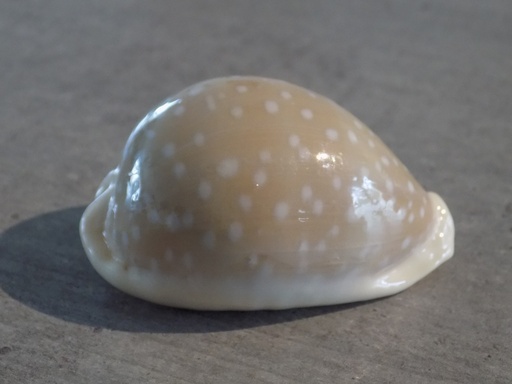 CYPRAEA LYNCINA CAMELOPARDALIS