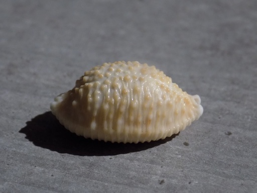 CYPRAEA STAPHYLAEA NUCLEUS XL