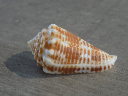 CONIDAE ASPRELLA SULCOCASTANEUS