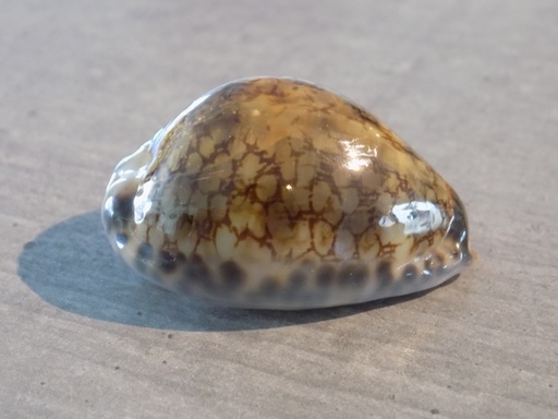 CYPRAEA MAURITIA GRAYANA Green