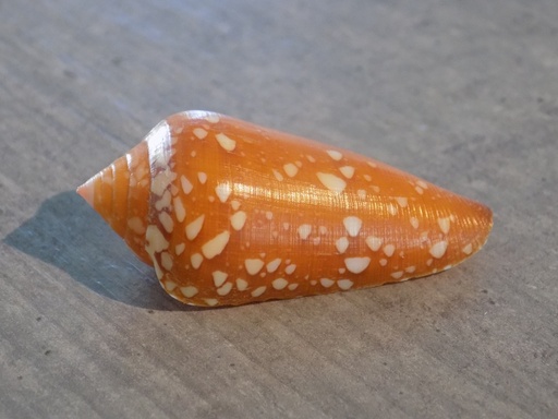 CONIDAE DARIOCONUS CROCATUS