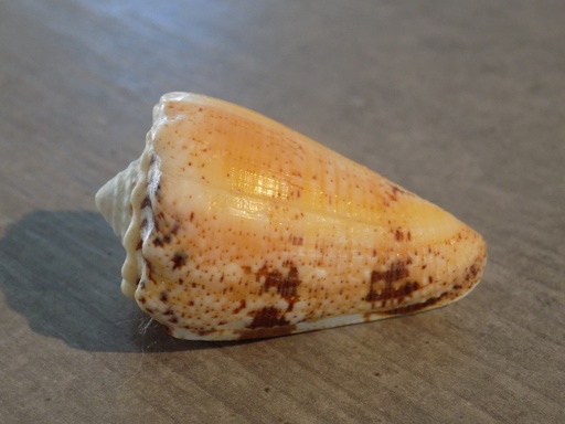 CONIDAE PIONOCONUS REGIUS CITRINUS