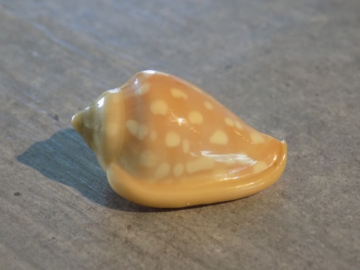 MARGINELLIDAE MARGINELLA GOODALLI