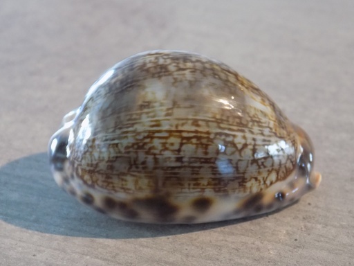 CYPRAEA MAURITIA GRAYANA XL