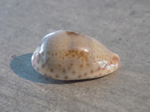 CYPRAEA ZONARIA SANGUINOLENTA XL 