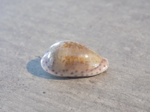 CYPRAEA ZONARIA SANGUINOLENTA 