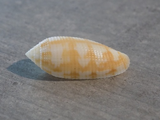 MITRIDAE PTERYGIA CRENULATA