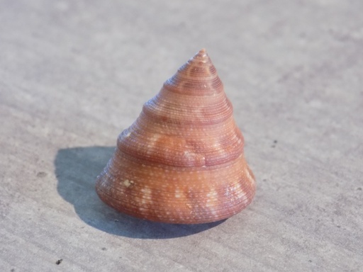 CALLIOSTOMATIDAE CALLIOSTOMA JUJUBINUM