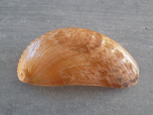 HALIOTIDAE HALIOTIS ASIMINA