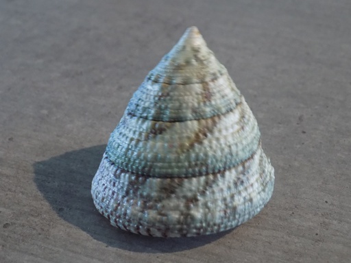 TROCHIDAE TROCHUS MACULATUS