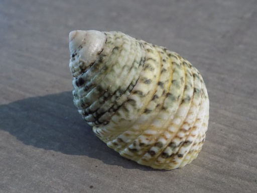 TROCHIDAE MONODONTA LABIO XL