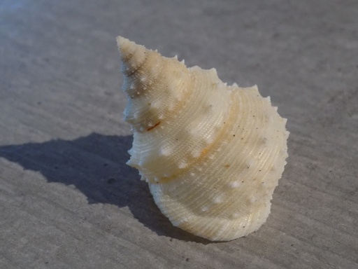 CALLIOSTROPIDAE LISCHKEAIA UNDOSA