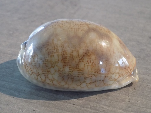 CYPRAEA MAURITIA EGLANTINA XL