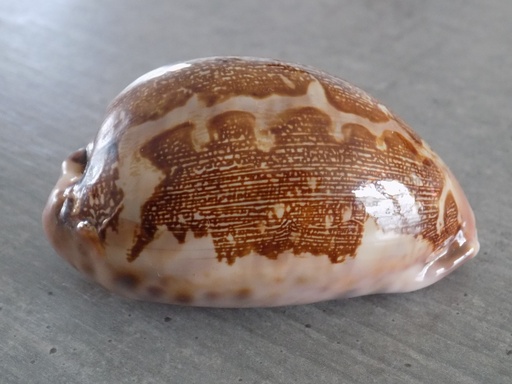 CYPRAEA LEPOR.M.VIRIDIS Montrouzieri