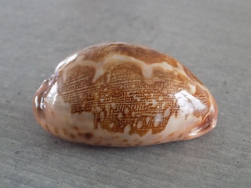 CYPRAEA LEPOR.M.VIRIDIS Montrouzieri