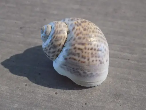 NATICIDAE NOTOCOCHLIS TIGRINA