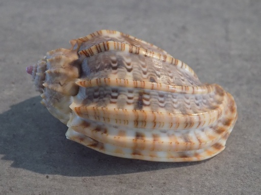 HARPIDAE HARPA AMOURETTA