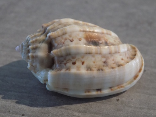 HARPIDAE HARPA AMOURETTA f.CRASSA