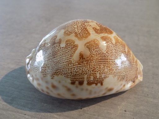 CYPRAEA LEPORICYPRAEA M.A.GEOGRAPHICA XL