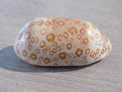 CYPRAEA ARESTORIDES ARGUS CONTRASTRIATA