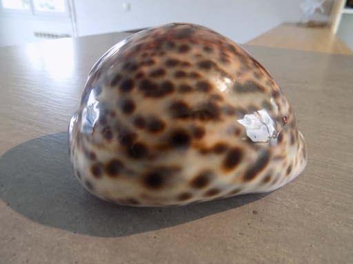 CYPRAEA TIGRIS TIGRIS XL